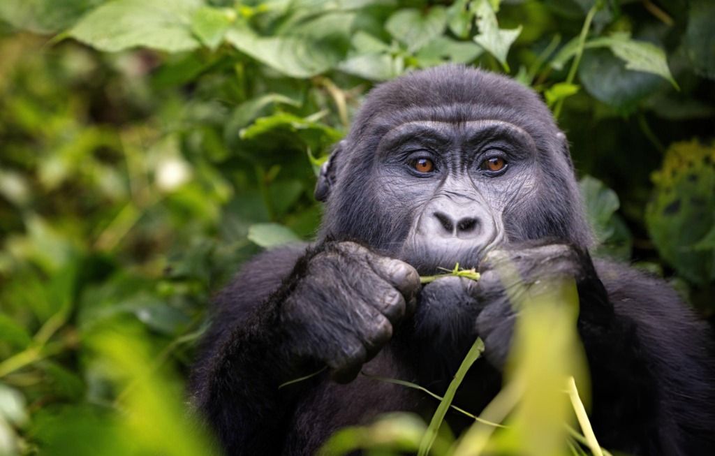 Bwindi Impenetrable National Park