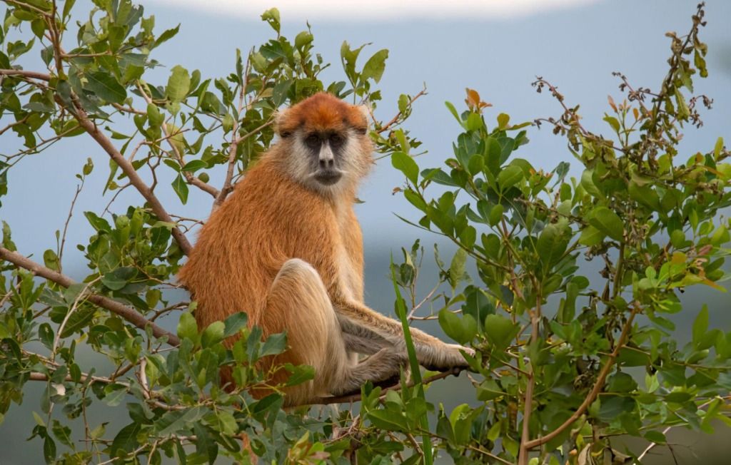 Kidepo Valley National Park