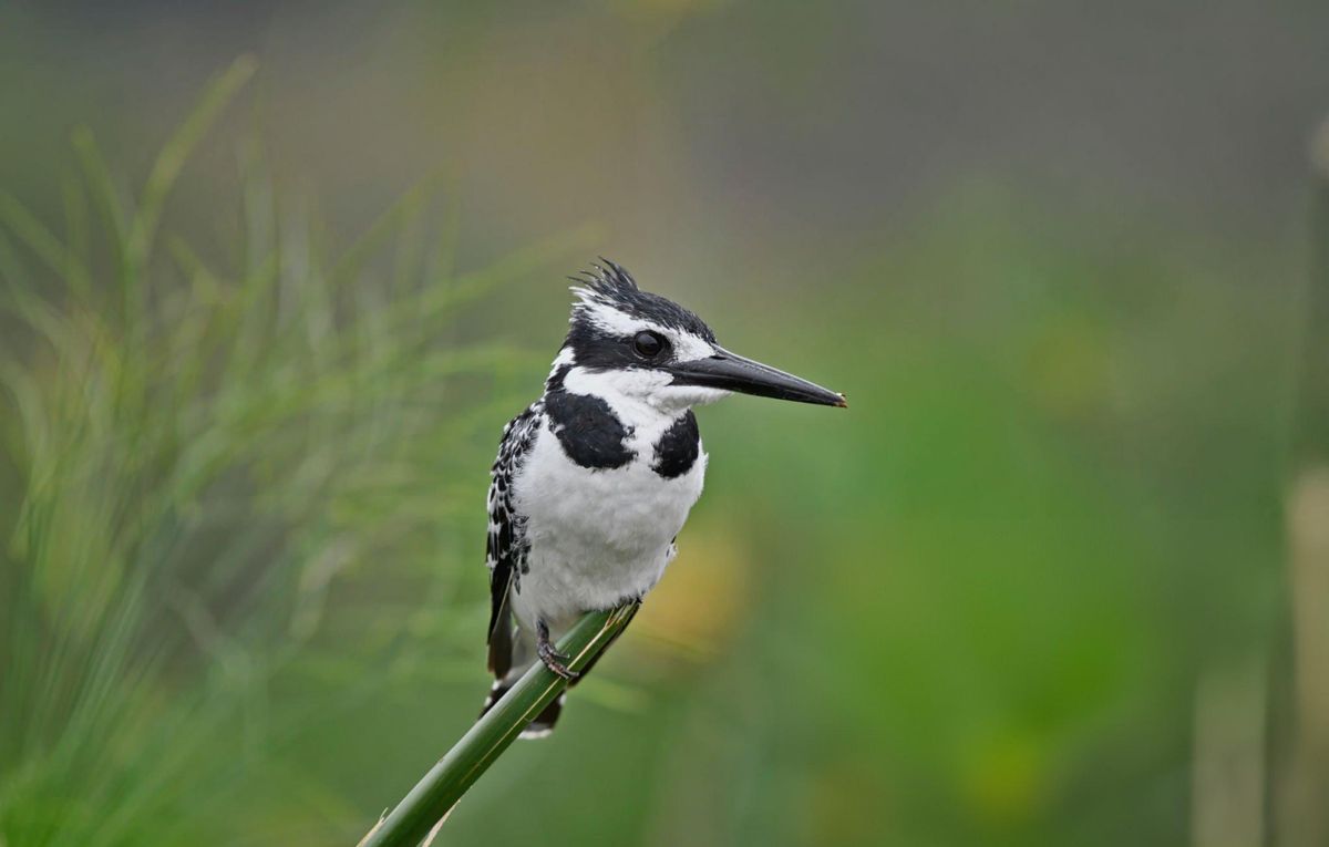 10 Days Uganda Birding Safari