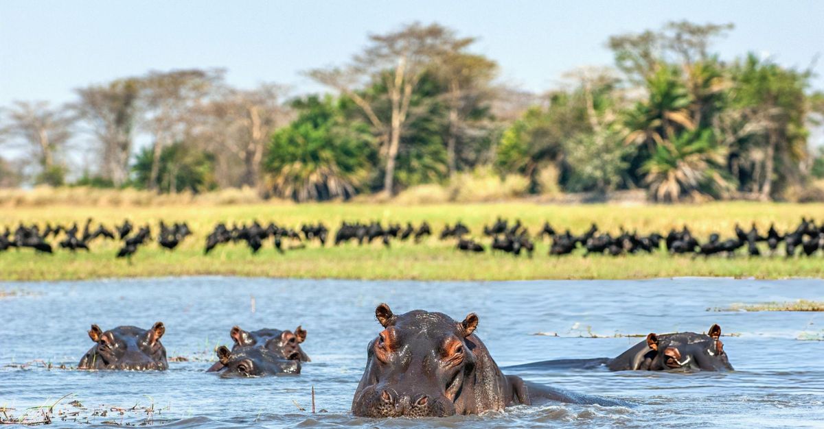 8 Days Uganda Safari Highlights